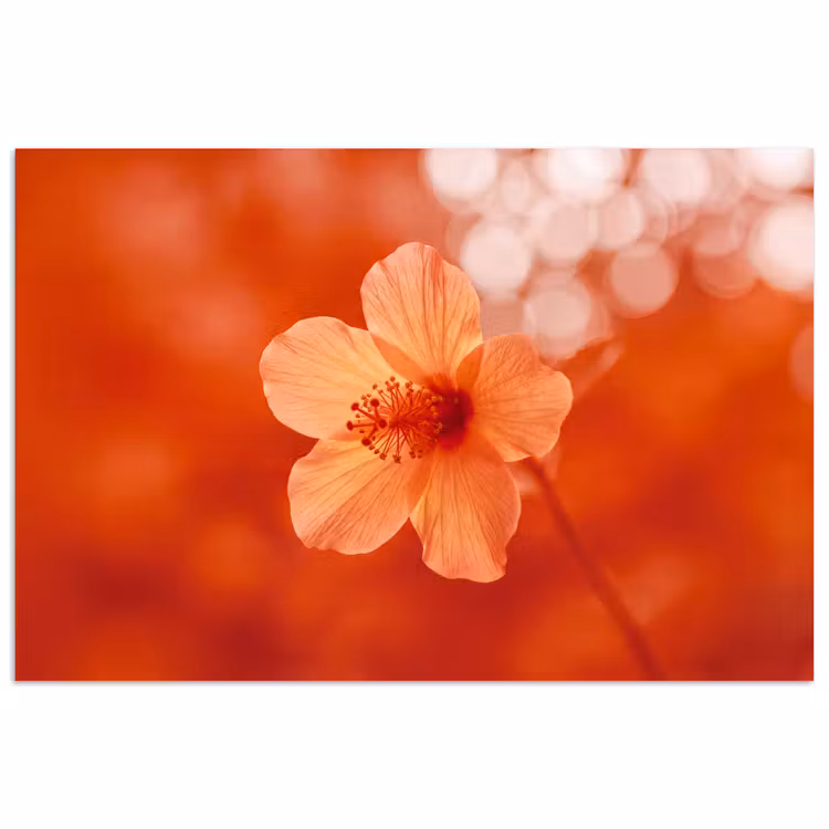 Poster - Orangefarbene Blume – Makro — 1
