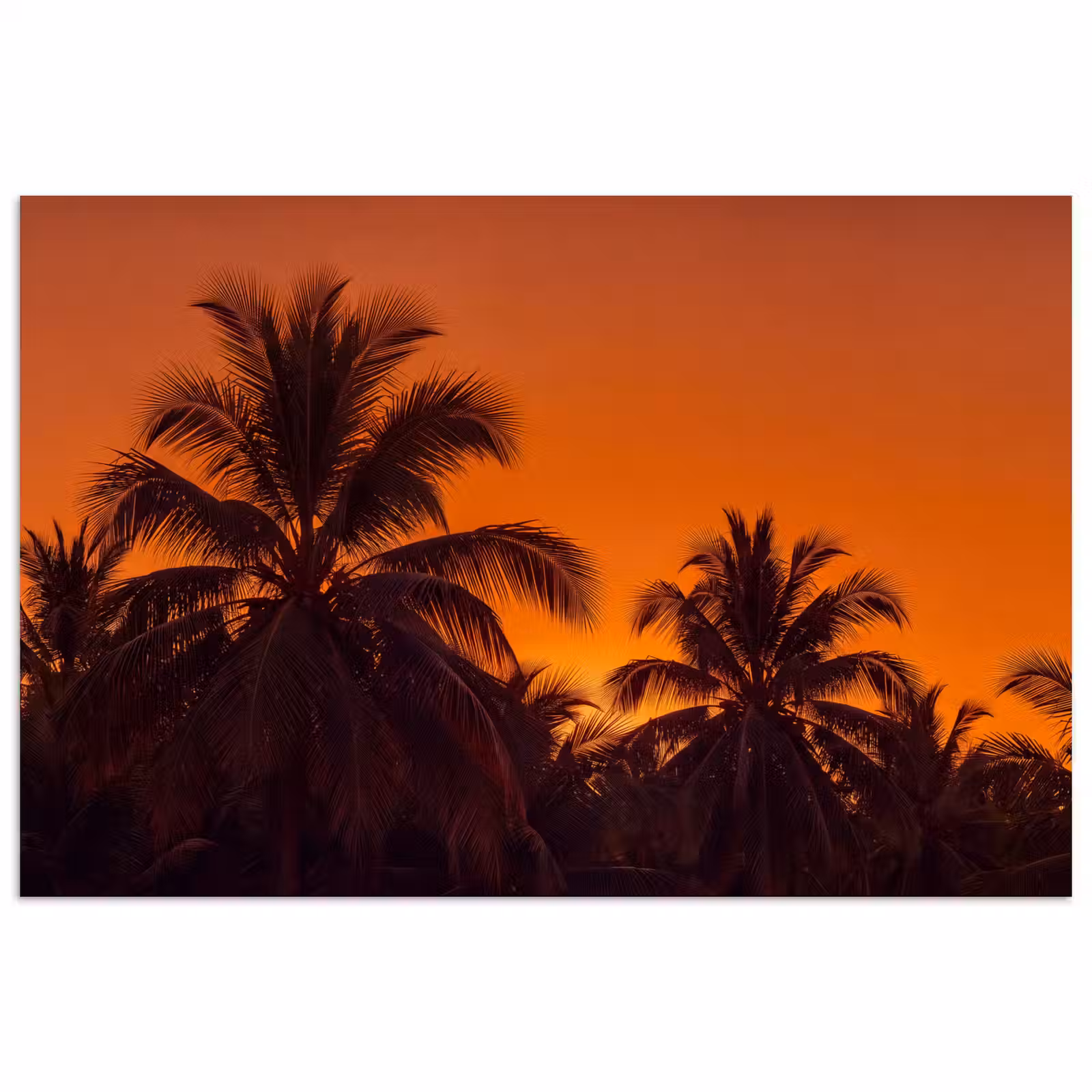 Poster - Palmen – Sonnenuntergang – Orange — 1