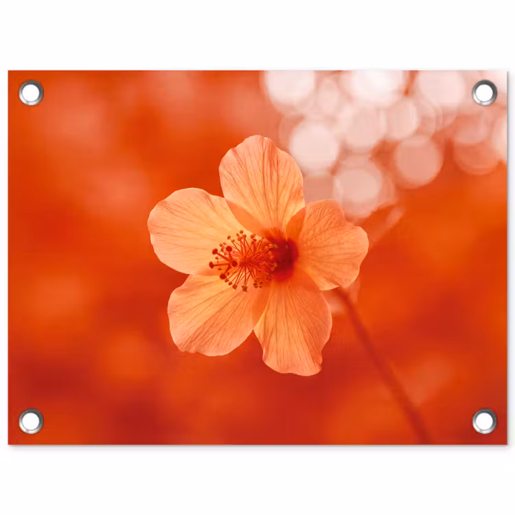 Gartenposter - Orangefarbene Blume – Makro — 1