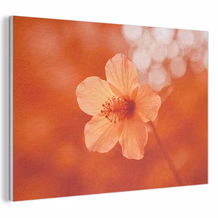 Akustikbild - Orangefarbene Blume – Makro — 1