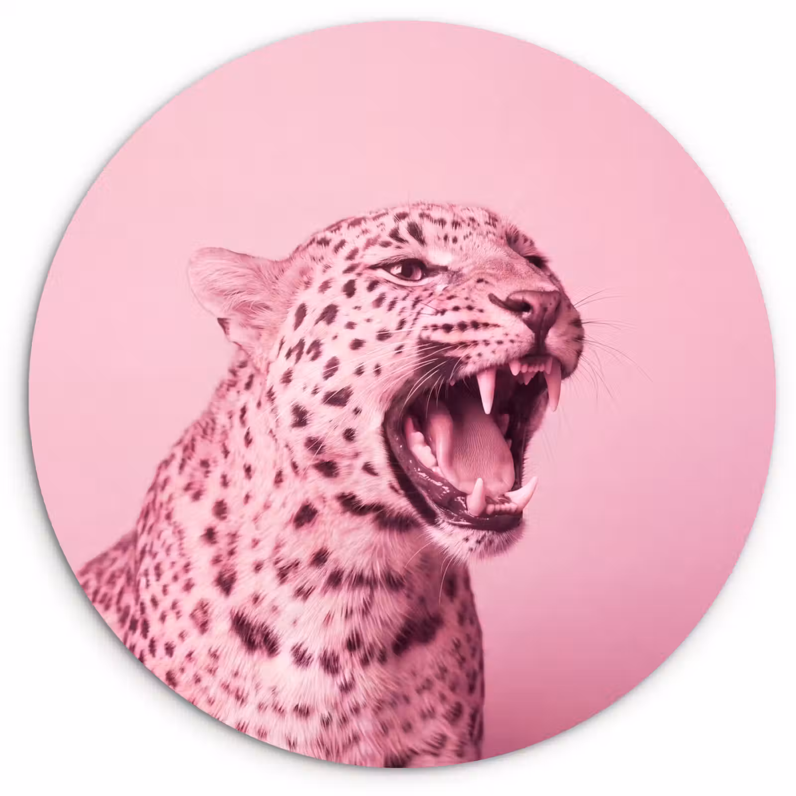 Glasbild Rund - Rosa Katze – Modern — 1
