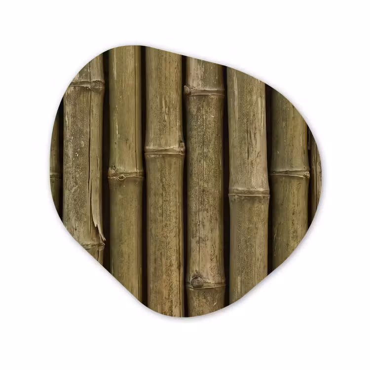 Forexbild Organische Form - Bambus – Stängel – Natur — 1