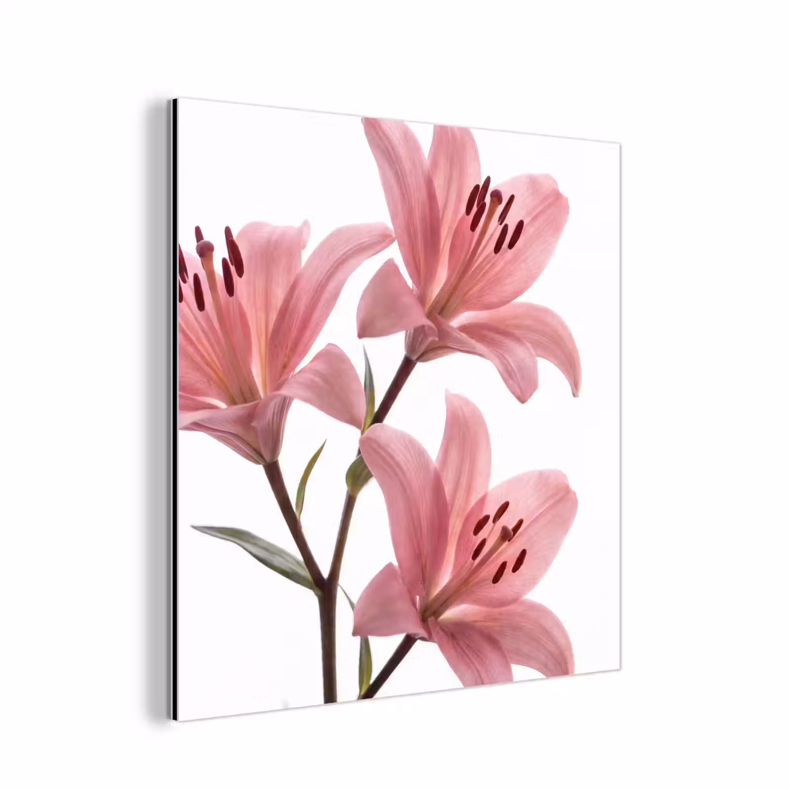 Alu-Dibond-Bild - Blumen – Sanft – Modern — 1