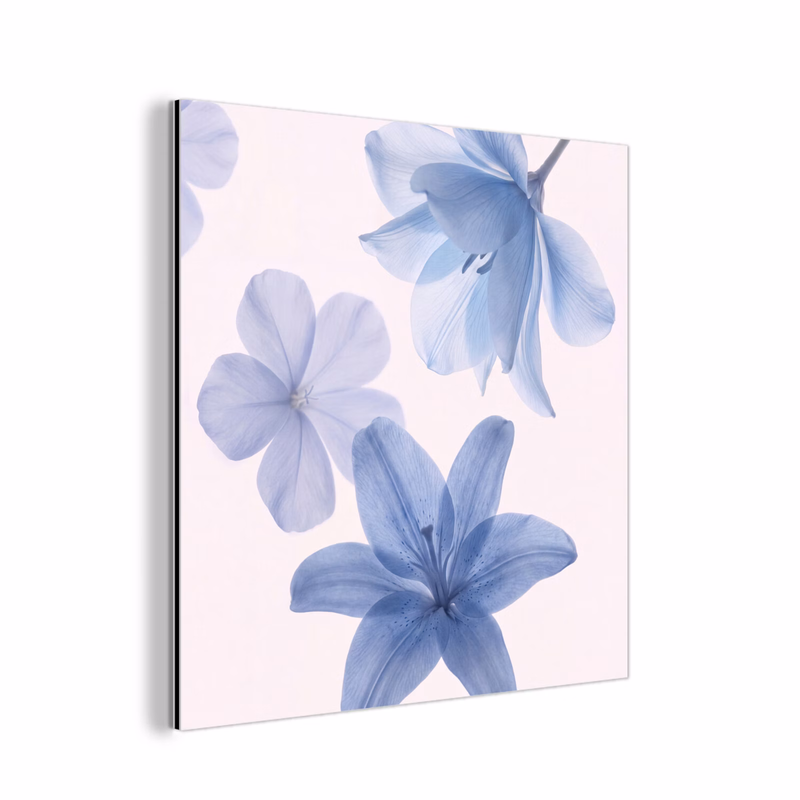 Alu-Dibond-Bild - Blumen – Transparent – Modern — 1