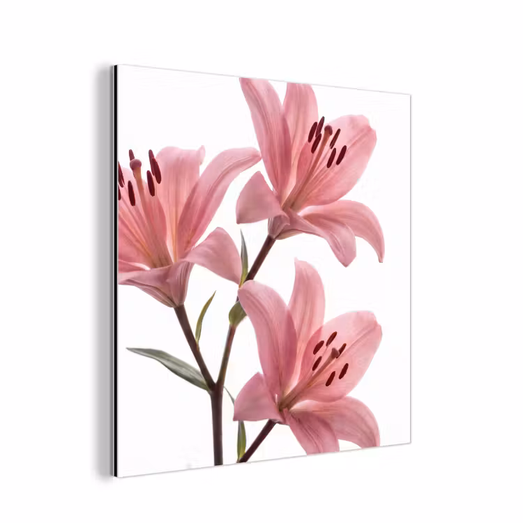 Alu-Dibond-Bild - Blumen – Sanft – Modern — 1
