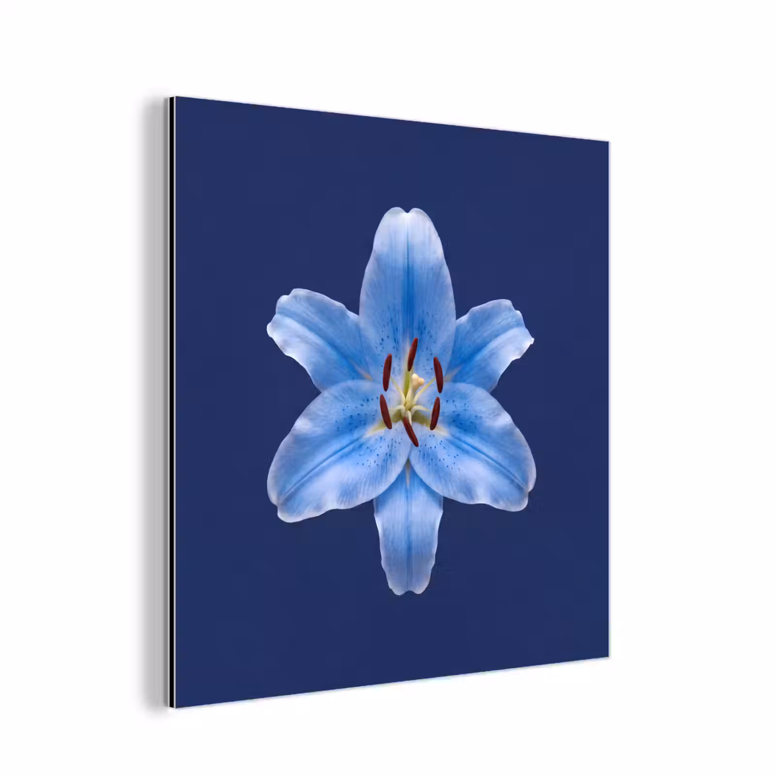 Alu-Dibond-Bild - Blaue Lilie – Blumen — 1