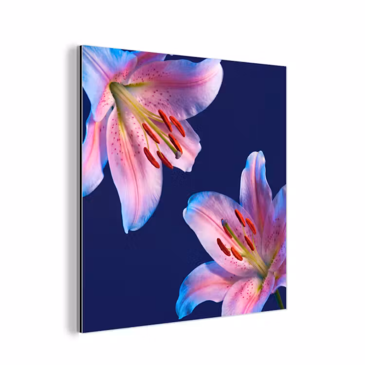 Alu-Dibond-Bild - Blumen – Farbenfroh – Botanisch — 1