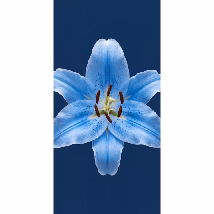 Tapete - Blaue Lilie – Blumen — 2