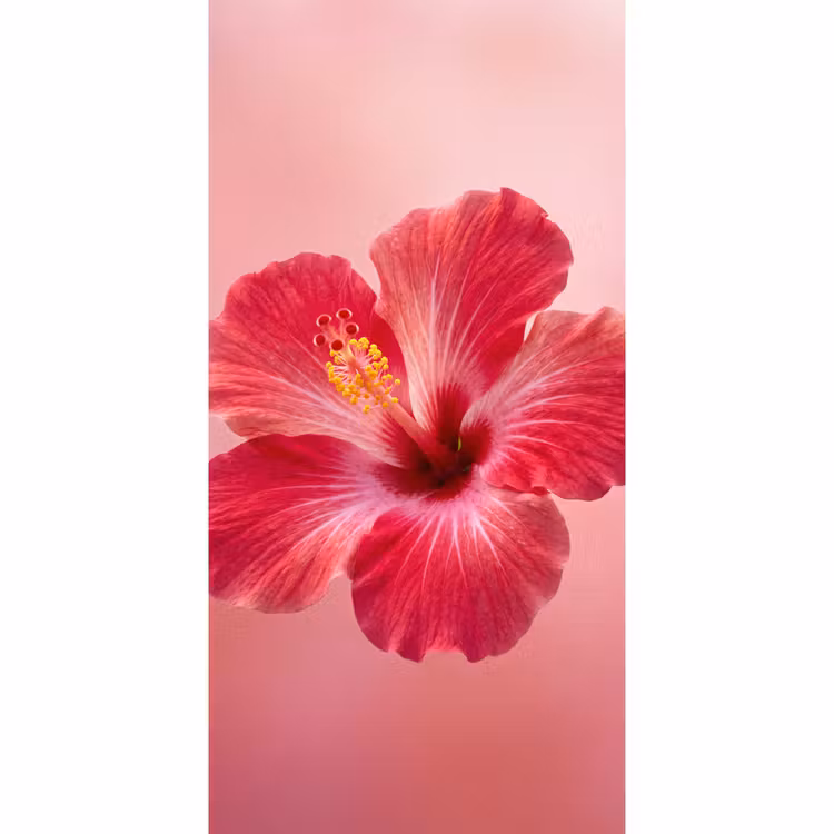 Tapete - Rote Blume – Natur — 2