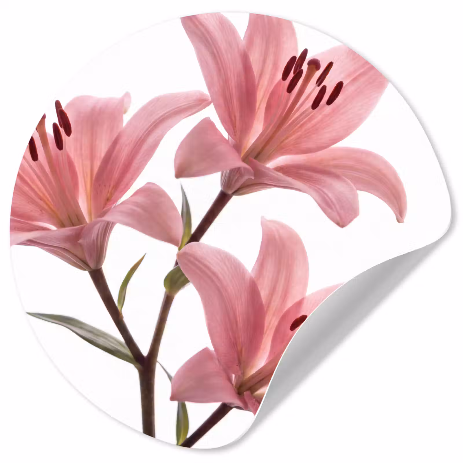 Runde Tapete - Blumen – Sanft – Modern — 1