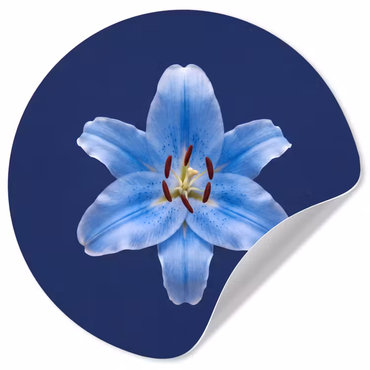 Runde Tapete - Blaue Lilie – Blumen — 1