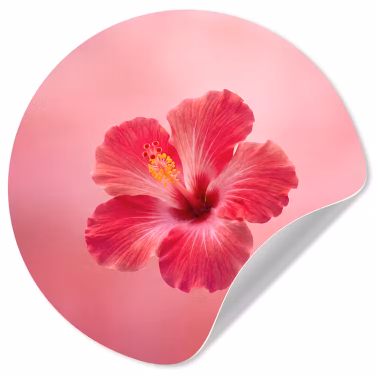 Runde Tapete - Rote Blume – Natur — 1