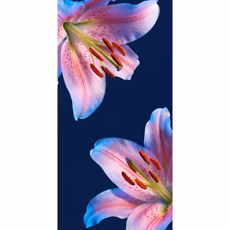 Tapete - Blumen – Farbenfroh – Botanisch — 2