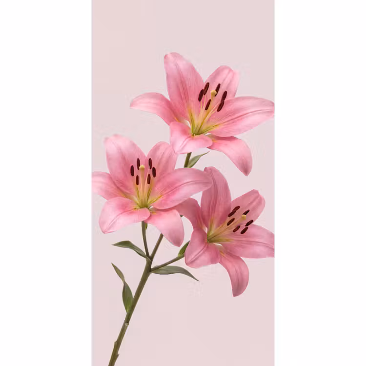 Tapete - Blumen – Zart – Rosa — 2