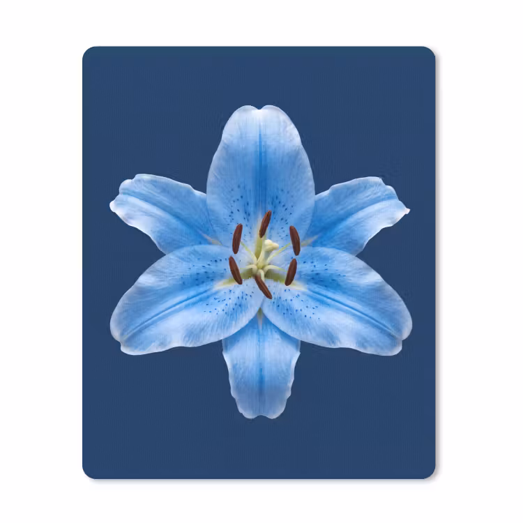 Mauspad - Blaue Lilie – Blumen — 1