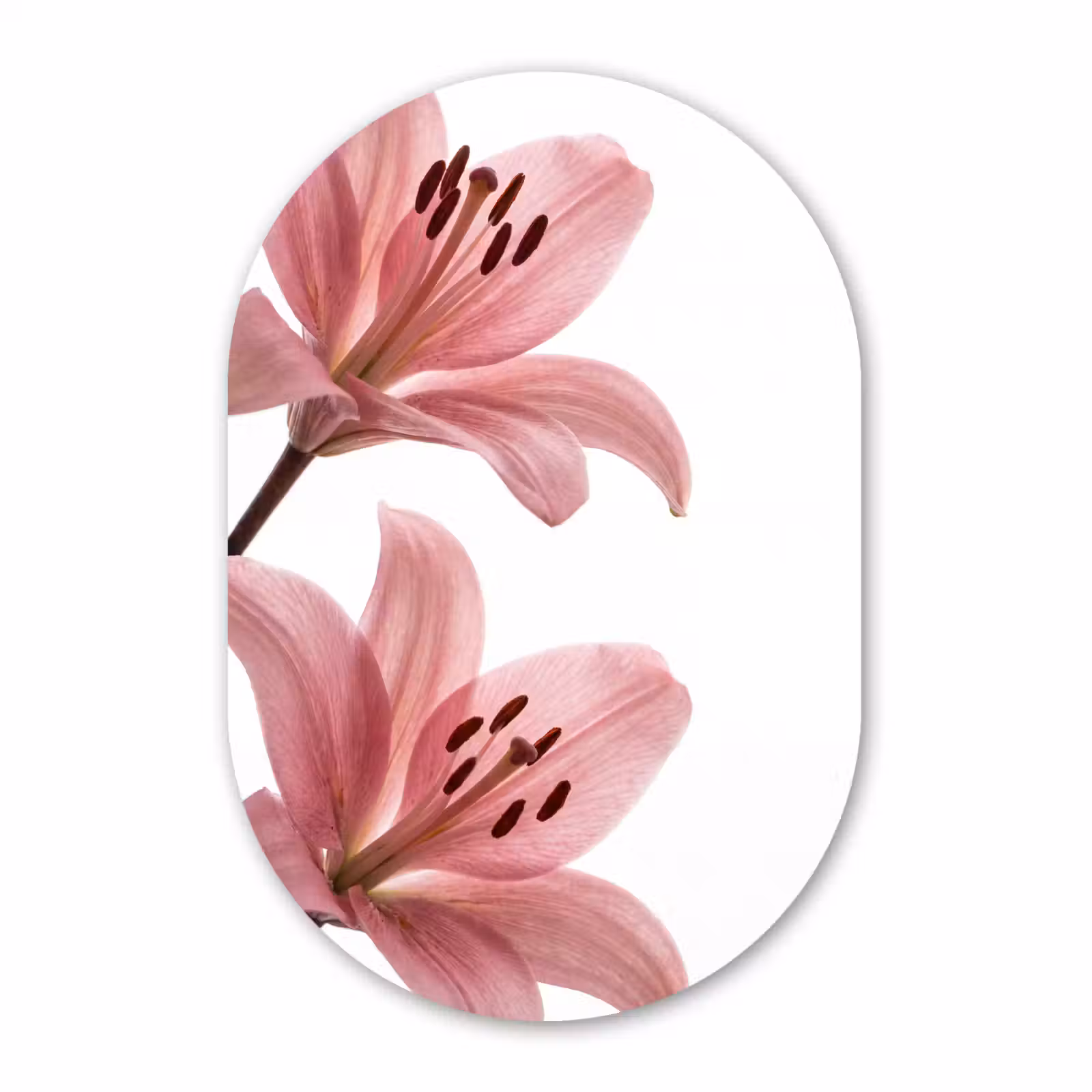 Forexbild Oval - Blumen – Sanft – Modern — 1
