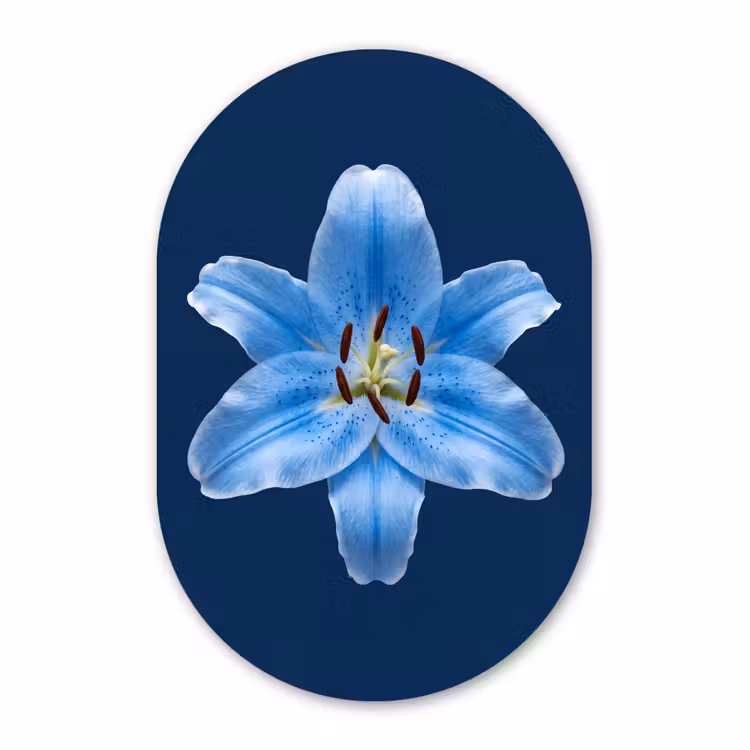 Forexbild Oval - Blaue Lilie – Blumen — 1
