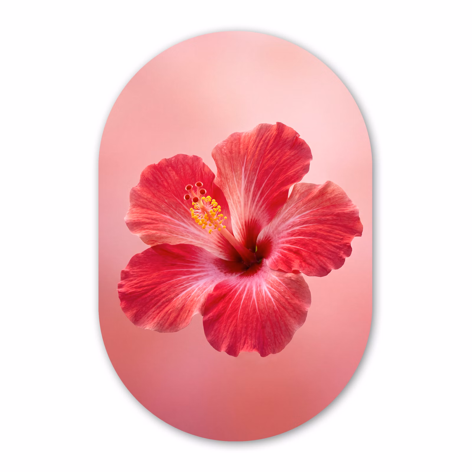 Glasbild Oval - Rote Blume – Natur — 1