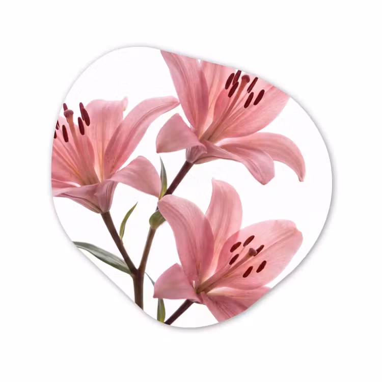 Glasbild Organische Form - Blumen – Sanft – Modern — 1