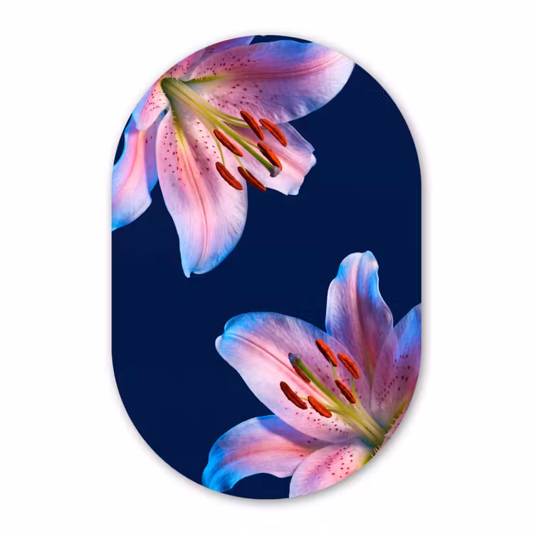 Glasbild Oval - Blumen – Farbenfroh – Botanisch — 1