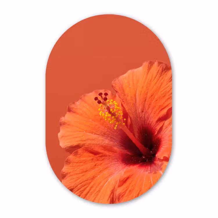 Glasbild Oval - Blumen – Orange – Natur — 1