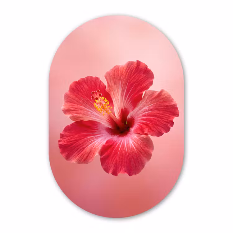 Glasbild Oval - Rote Blume – Natur — 1