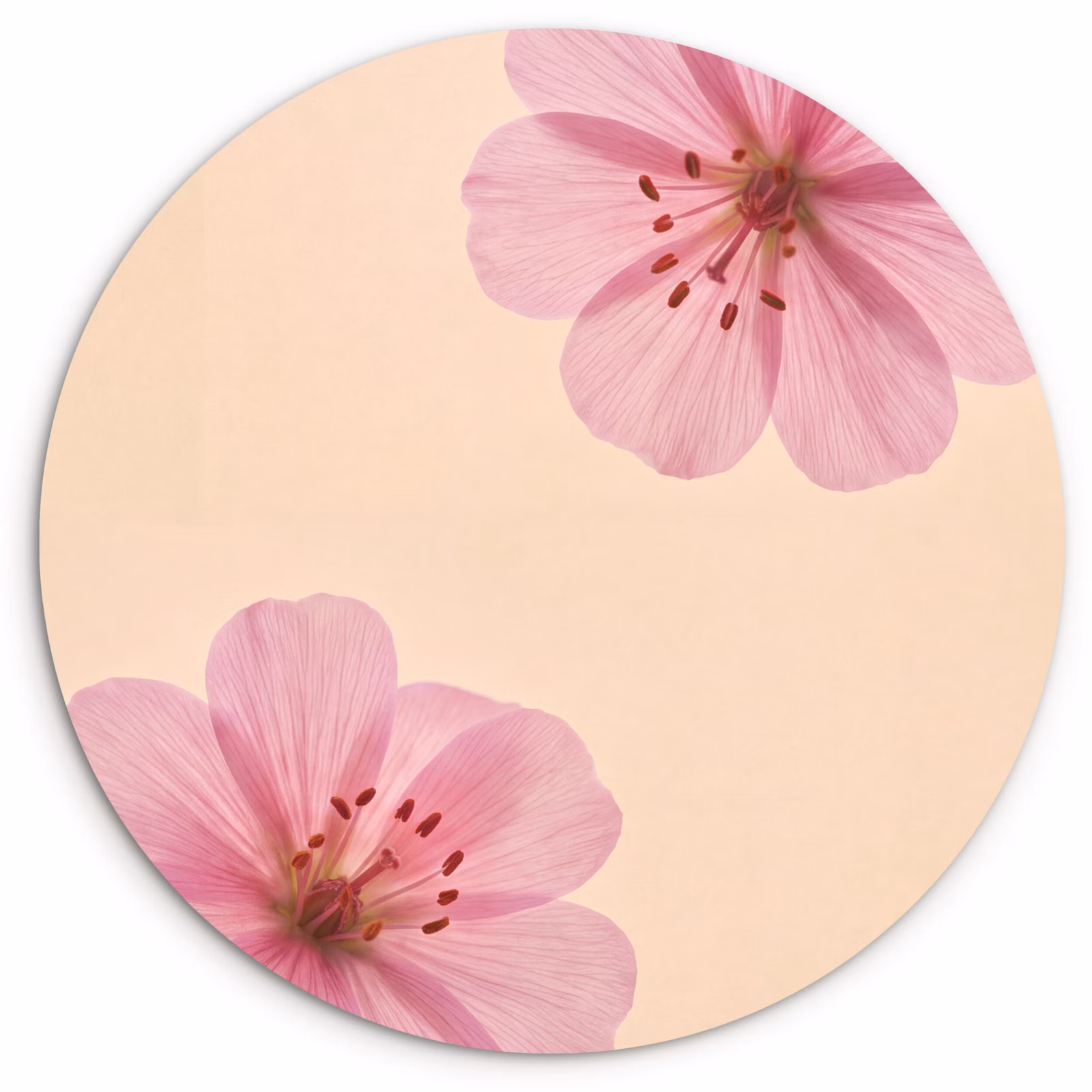 Forexbild Rund - Blumen – Flora – Pastell — 1