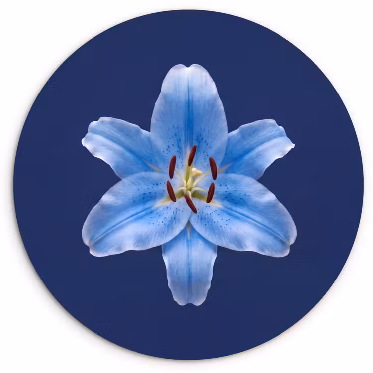 Forexbild Rund - Blaue Lilie – Blumen — 1