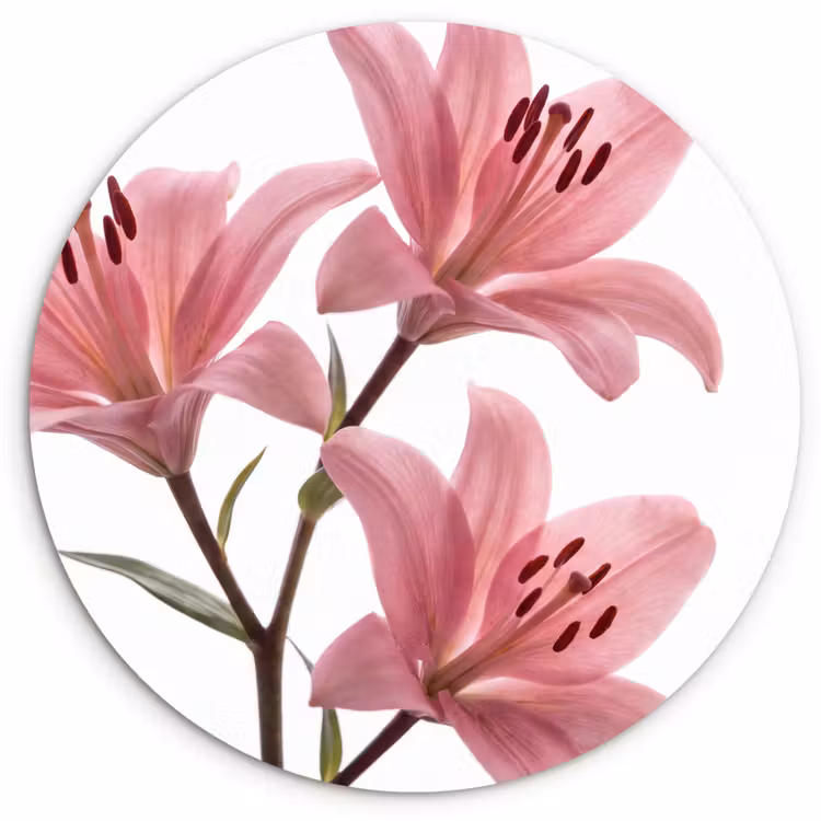 Forexbild Rund - Blumen – Sanft – Modern — 1