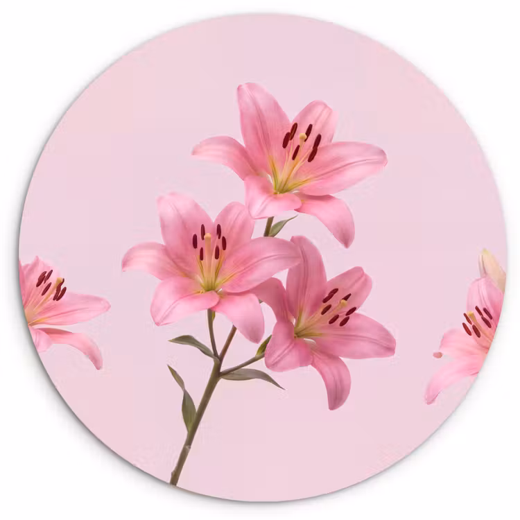 Forexbild Rund - Blumen – Zart – Rosa — 1