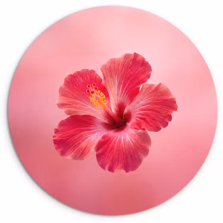 Forexbild Rund - Rote Blume – Natur — 1