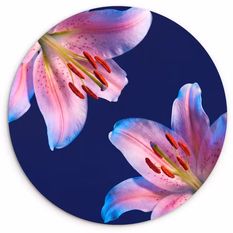 Forexbild Rund - Blumen – Farbenfroh – Botanisch — 1