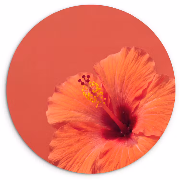 Forexbild Rund - Blumen – Orange – Natur — 1