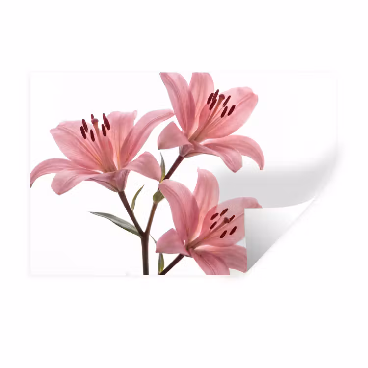 Wandtattoo – Blumen – Sanft – Modern — 1