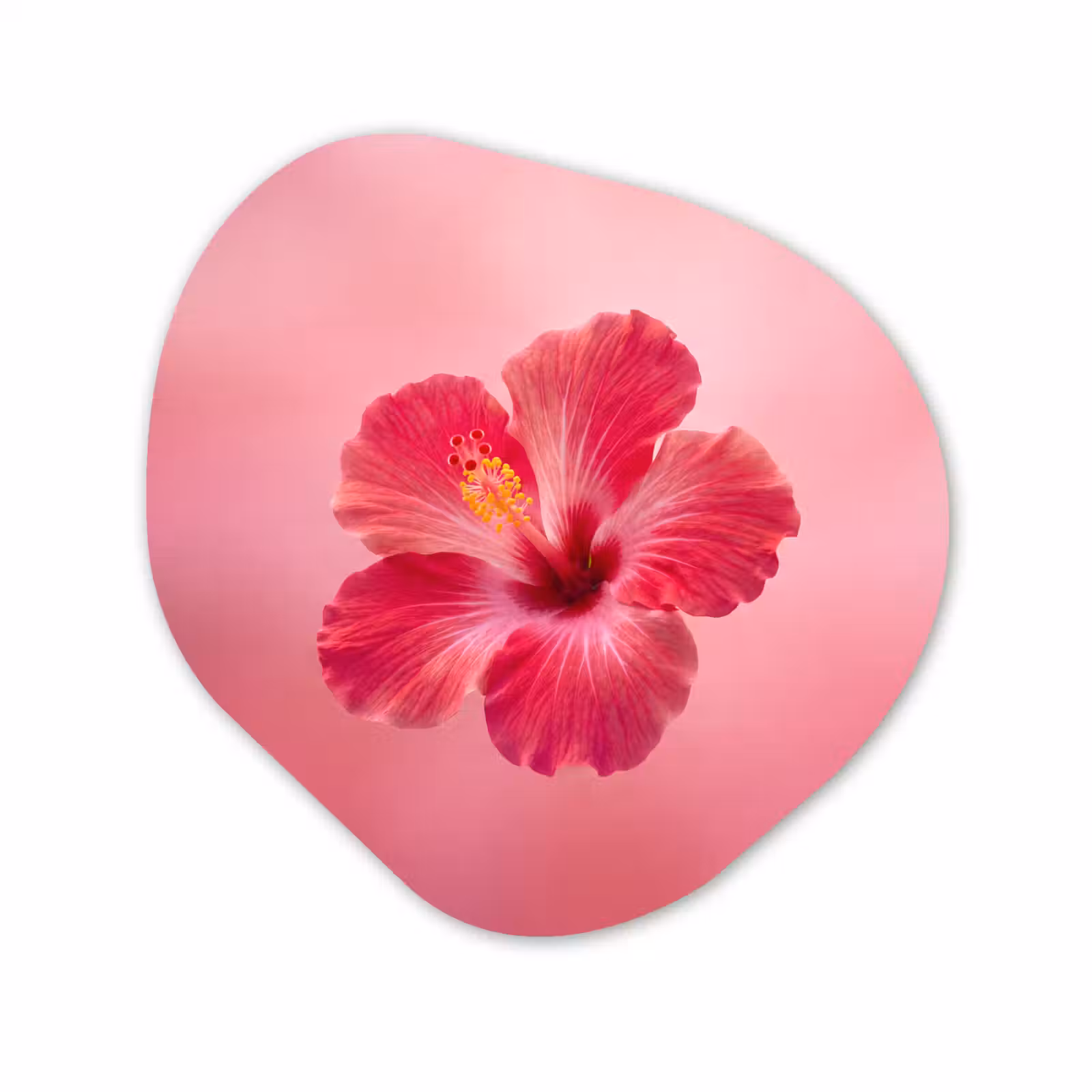 Forexbild Organische Form - Rote Blume – Natur — 1