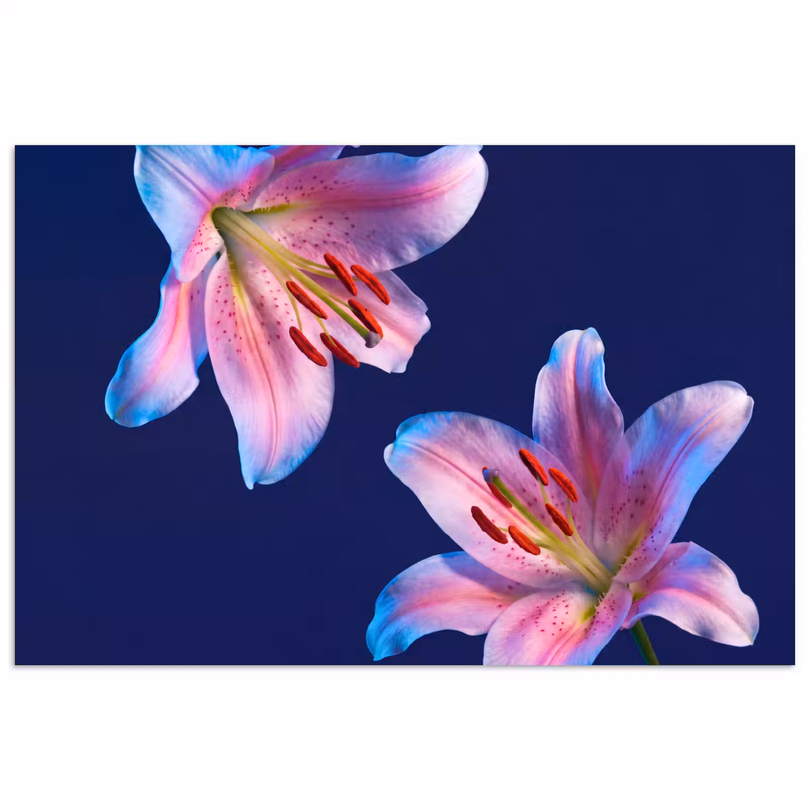 Poster - Blumen – Bunt – Botanisch — 1