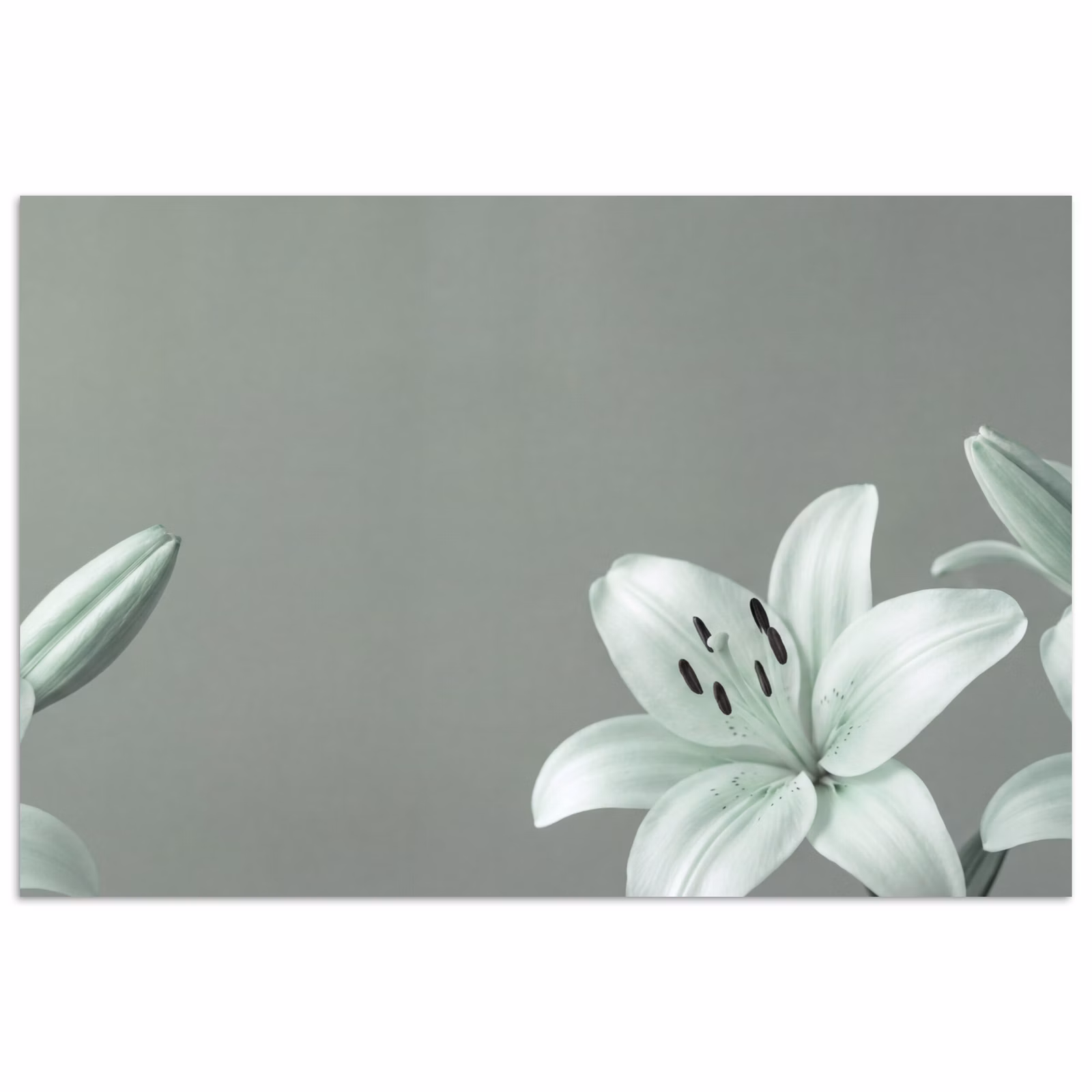 Poster - Blumen – Natur – Grün — 1