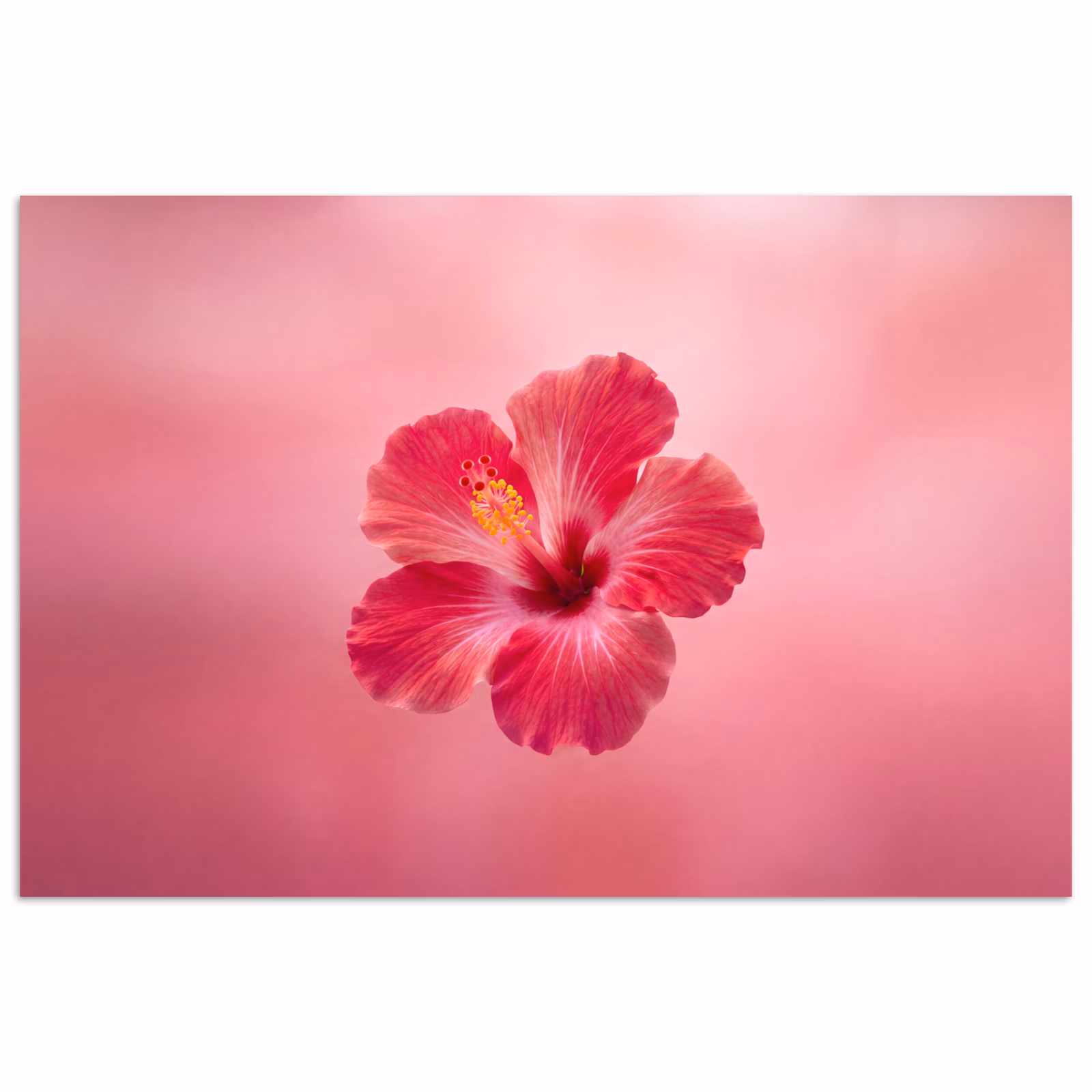 Poster - Rote Blume – Natur — 1
