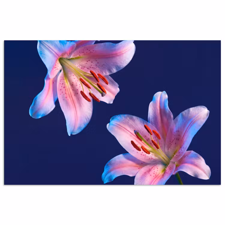 Poster - Blumen – Bunt – Botanisch — 1