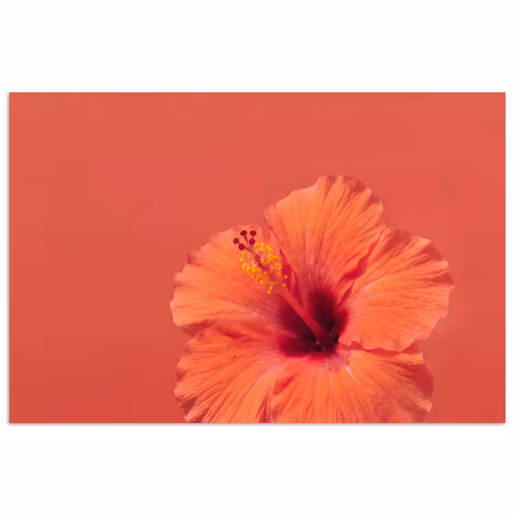 Poster - Blumen – Orange – Natur — 1