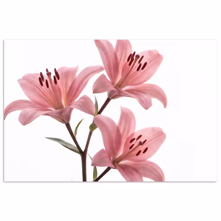 Poster - Blumen – Sanft – Modern — 1