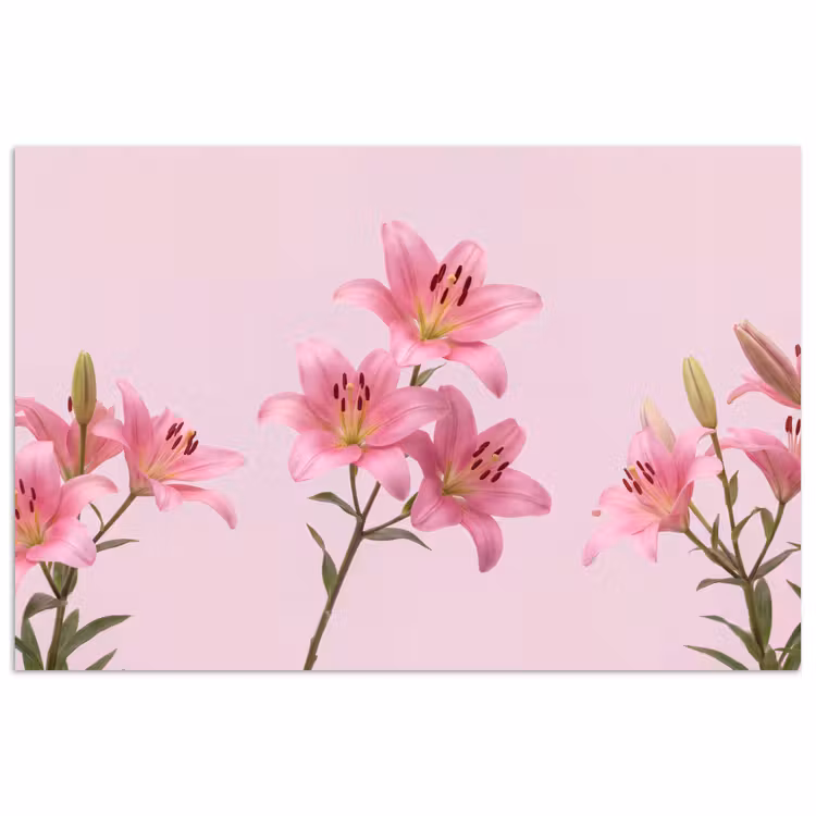 Poster - Blumen – Zart – Rosa — 1