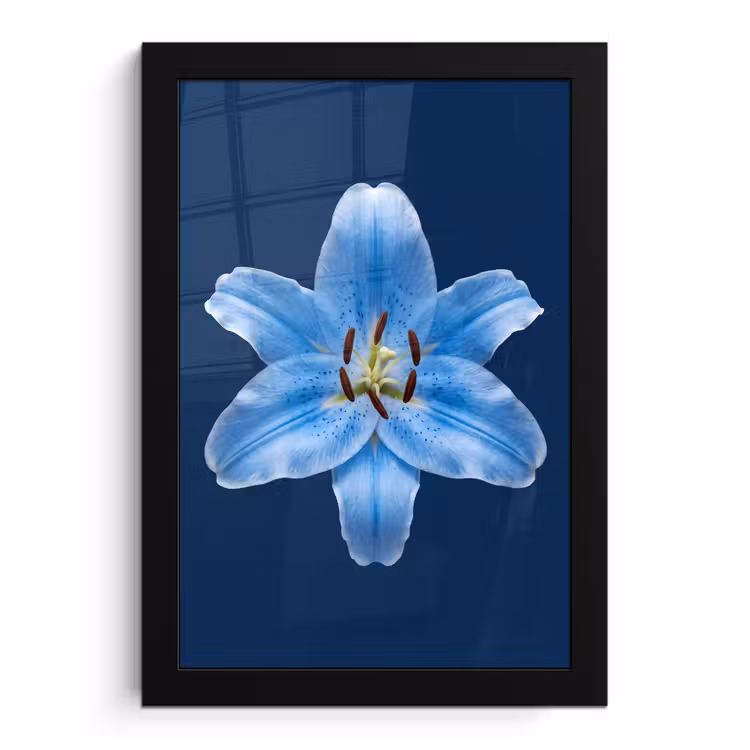 Bilder mit Rahmen - Blaue Lilie – Blumen — 1