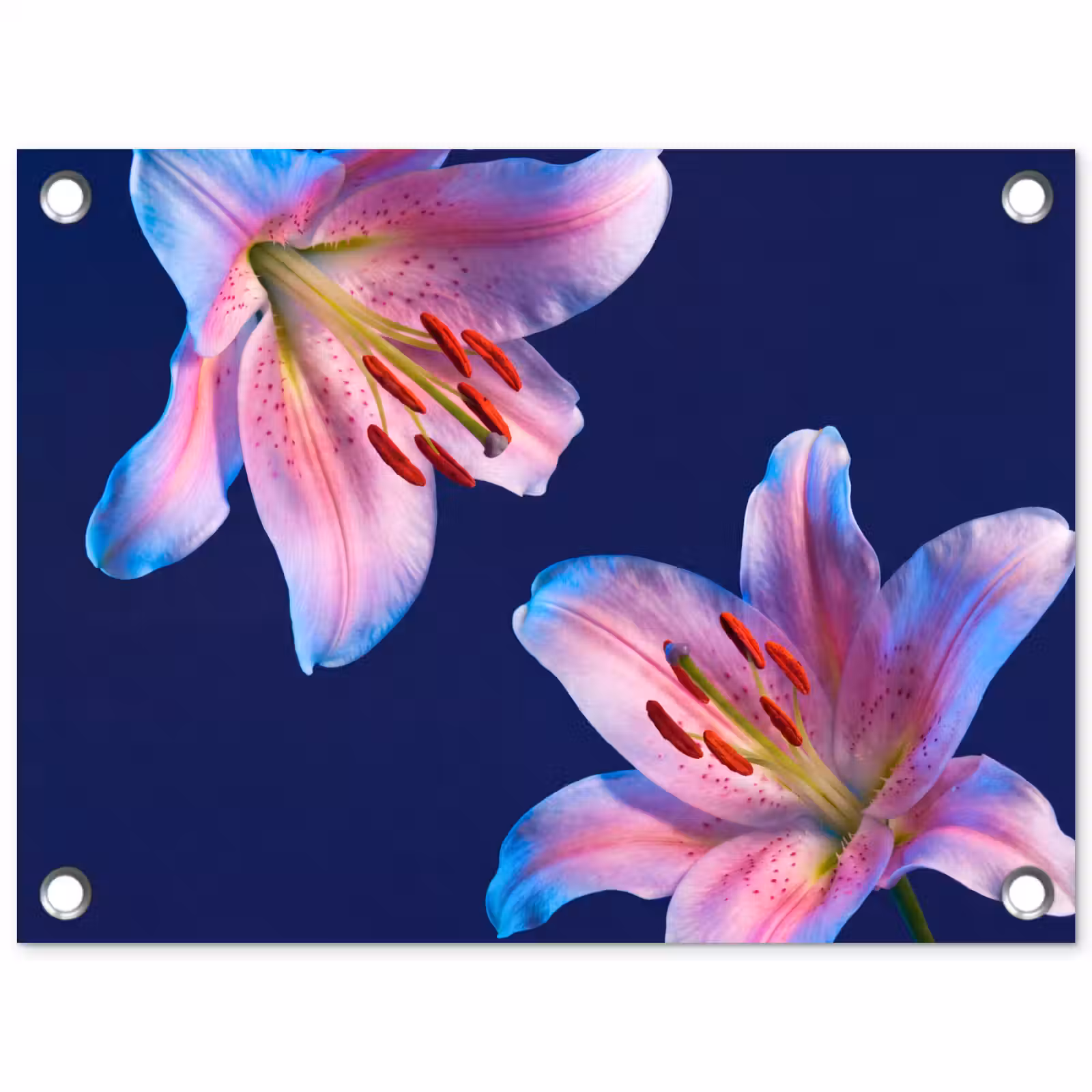 Gartenposter - Blumen – Farbenfroh – Botanisch — 1