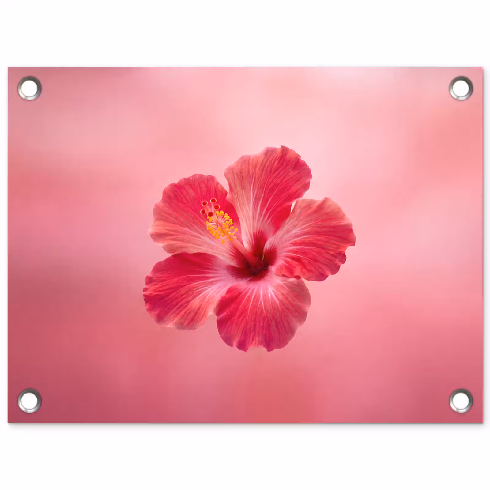 Gartenposter - Rote Blume – Natur — 1
