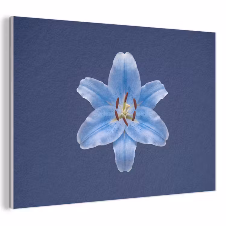 Akustikbild - Blaue Lilie – Blumen — 1