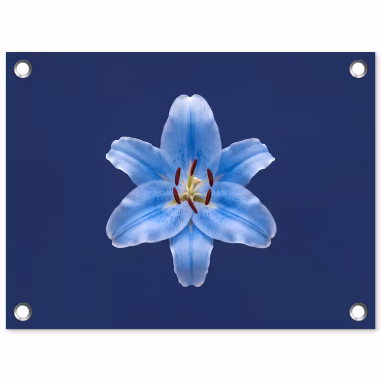 Gartenposter - Blaue Lilie – Blumen — 1