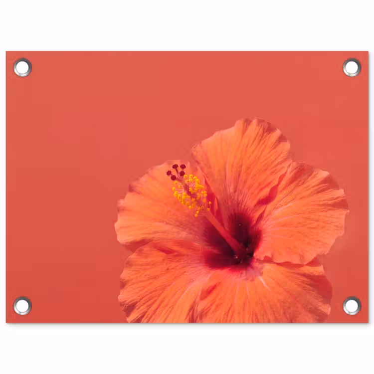 Gartenposter - Blumen – Orange – Natur — 1