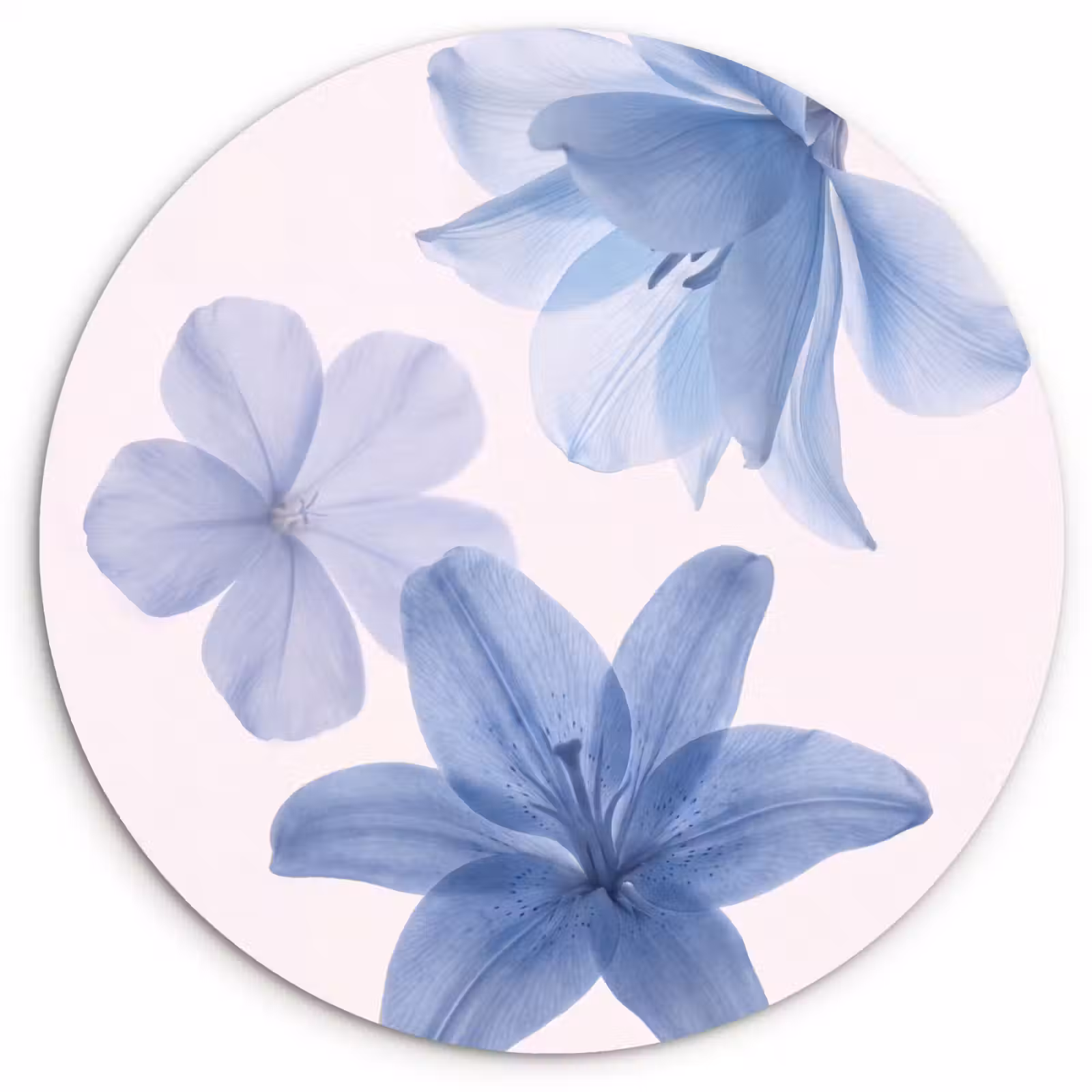 Glasbild Rund - Blumen – Transparent – Modern — 1