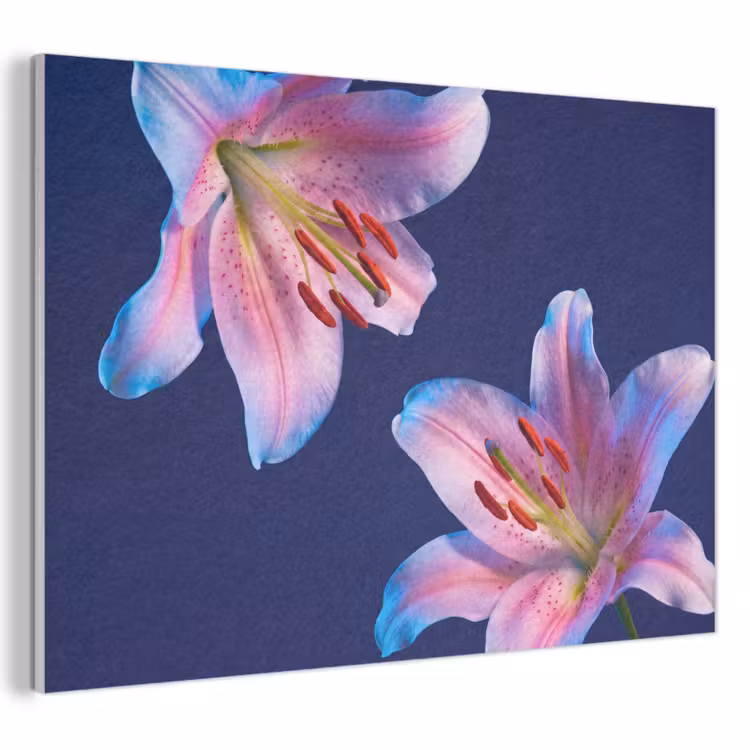 Akustikbild - Blumen – Farbenfroh – Botanisch — 1
